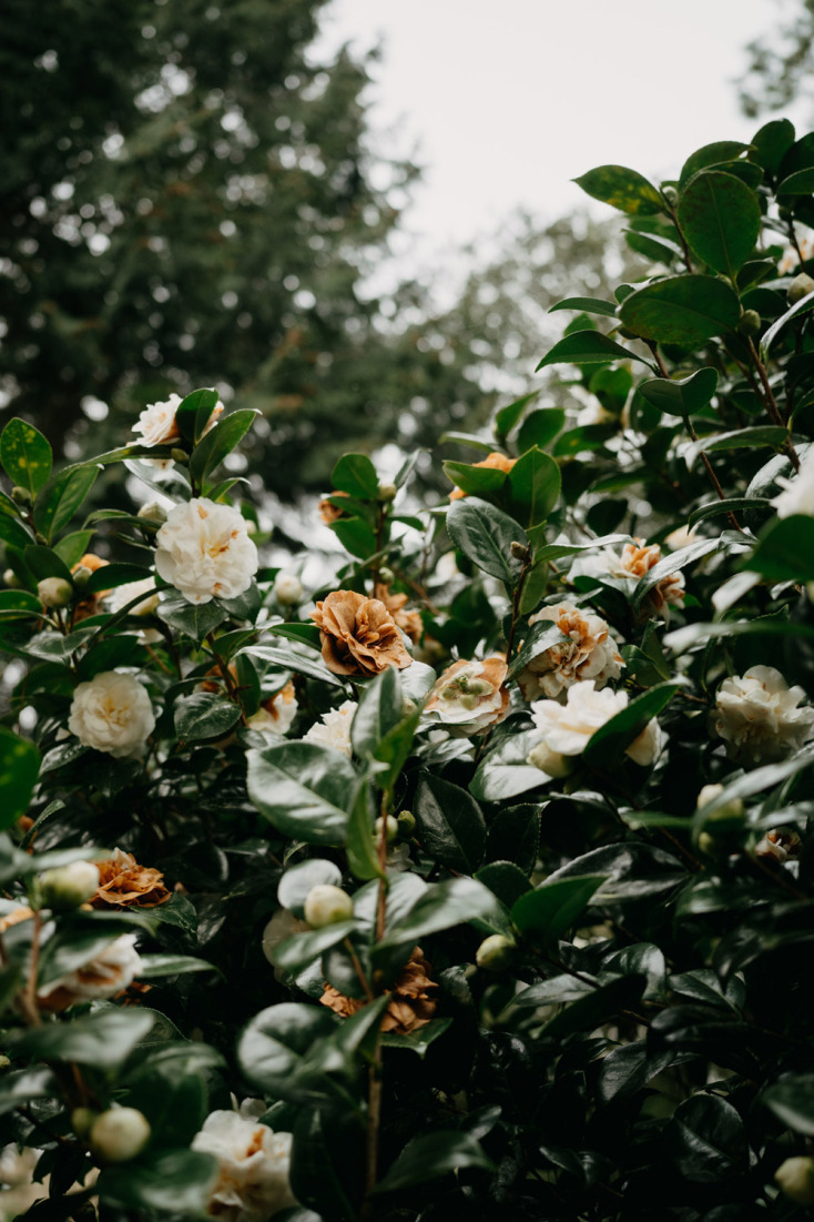 Και όμως υπάρχουν λουλούδια που ανθίζουν στο καταχείμωνο