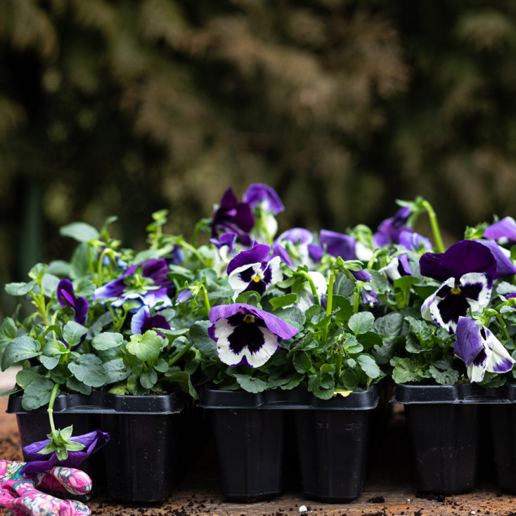 Και όμως υπάρχουν λουλούδια που ανθίζουν στο καταχείμωνο