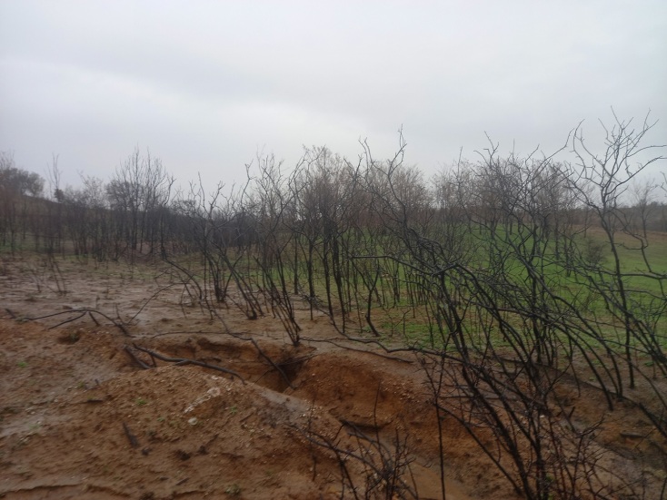 Αλεξανδρούπολη: Μελέτη αποκατάστασης των δασικών οικοσυστημάτων του Έβρου από το WWF Ελλάς - Τι προβλέπει ο οδικός χάρης της αναδάσωσης.