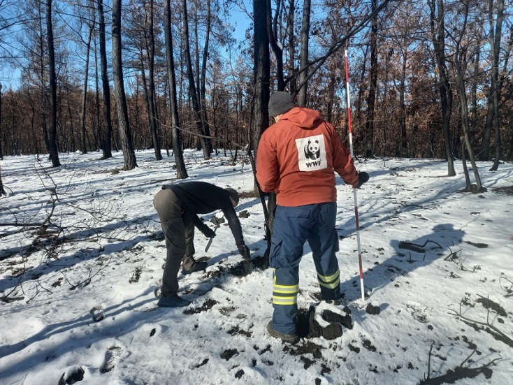 Αλεξανδρούπολη: Μελέτη αποκατάστασης των δασικών οικοσυστημάτων του Έβρου από το WWF Ελλάς - Τι προβλέπει ο οδικός χάρης της αναδάσωσης.