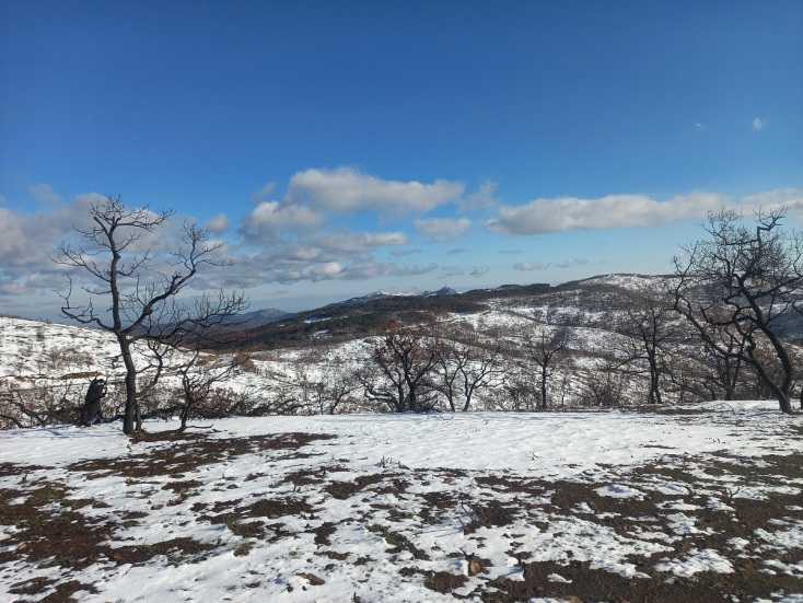 Αλεξανδρούπολη: Μελέτη αποκατάστασης των δασικών οικοσυστημάτων του Έβρου από το WWF Ελλάς - Τι προβλέπει ο οδικός χάρης της αναδάσωσης.