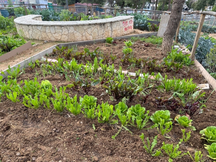 Ένα πρωινό στον κοινωνικό λαχανόκηπο της Πετρούπολης