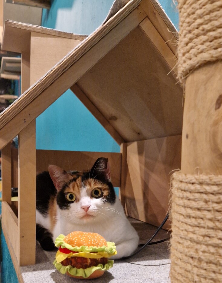 Πού θα πιεις καφέ συντροφιά με πάμπολλες γατούλες (που μπορείς και να υιοθετήσεις);