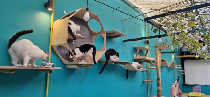 Πού θα πιεις καφέ συντροφιά με πάμπολλες γατούλες (που μπορείς και να υιοθετήσεις);