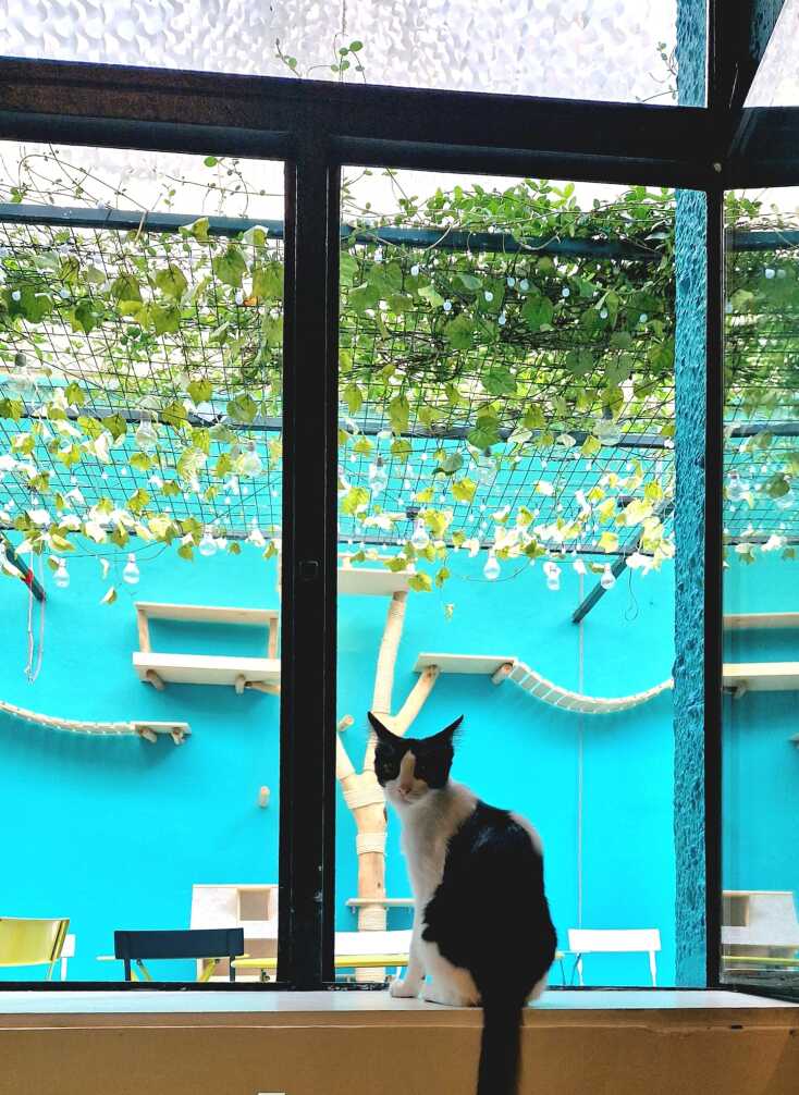 Πού θα πιεις καφέ συντροφιά με πάμπολλες γατούλες (που μπορείς και να υιοθετήσεις);