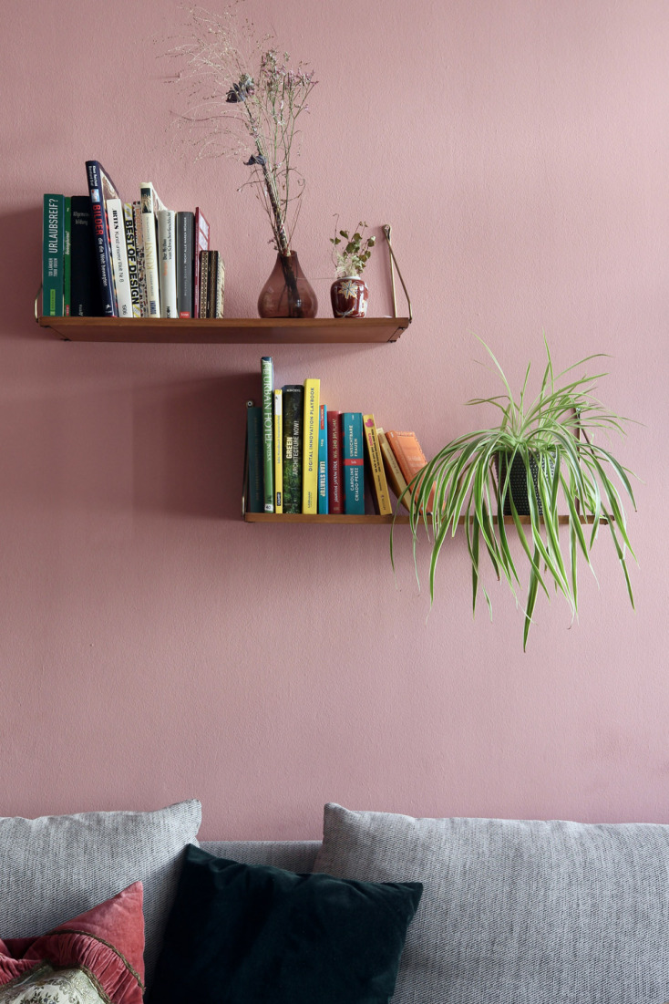 Φυτό αράχνη