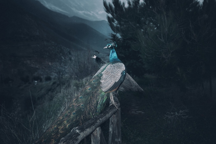 Γιώργος Γιατρομανωλάκης, The splitting of the chrysalis, The slow unfolding of the wings