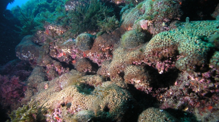  Η βιομηχανική ρύπανση αφήνει τα σημάδια της στα κοράλλια της Μεσογείου