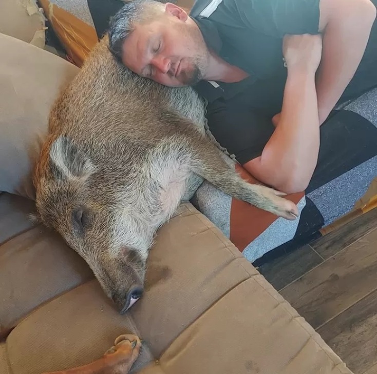 Βέλγιο: Ζευγάρι δέθηκε τόσο με έναν αγριόχοιρο, που τον έκανε κατοικίδιό του - Η διάσωση που εξελίχθηκε σε υιοθεσία.