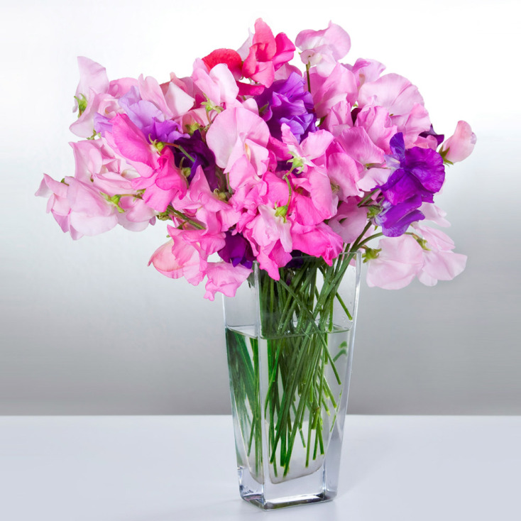 Μοσχομπίζελο ή Λάθυρος