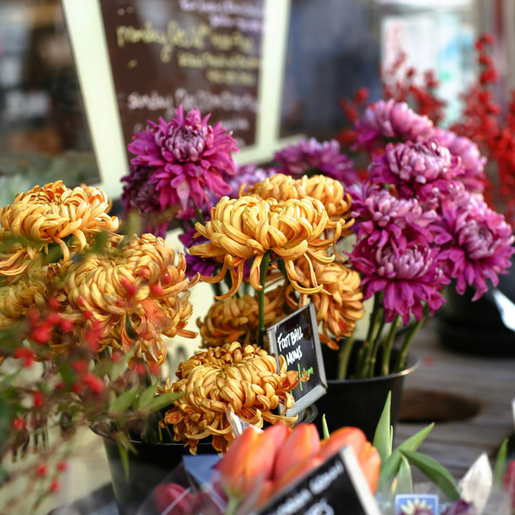 Χρυσάνθεμα