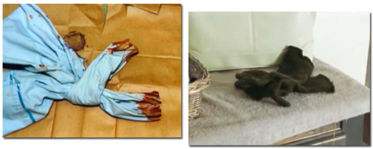 Η δολοφονία της οικογένειας Νιούμαν