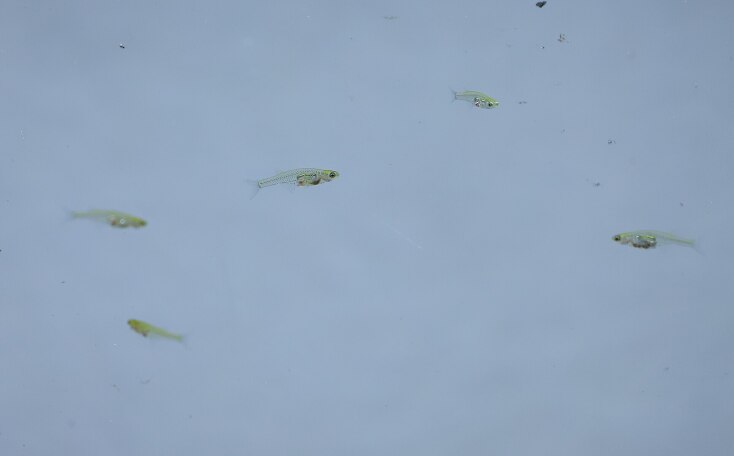 Το ψάρι Danionella cerebrum εξέπληξε τους επιστήμονες - Παράγει έναν ήχο δυσανάλογα ισχυρό σε σχέση με το μέγεθός του.