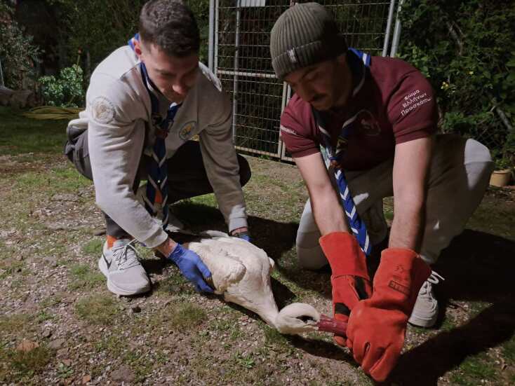 Ο πελαργός της Λέσβου