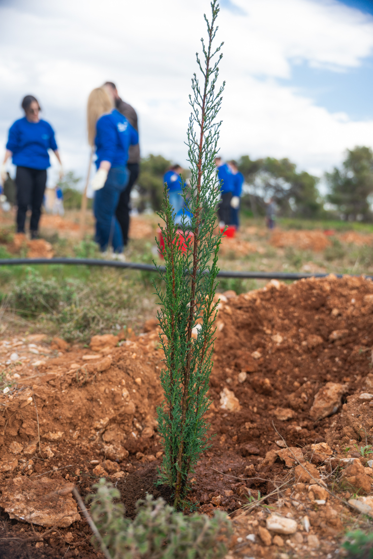 Δενδροφύτευση από την ομάδα της glo
