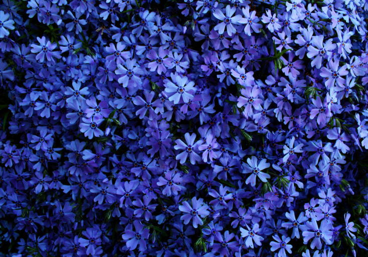 Κήπος του «Φεγγαριού»