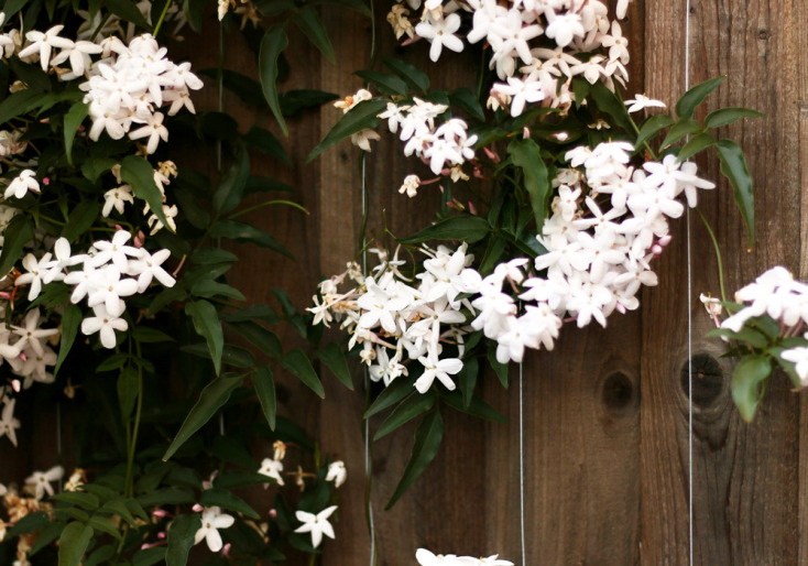 «Αρωματικός» κήπος