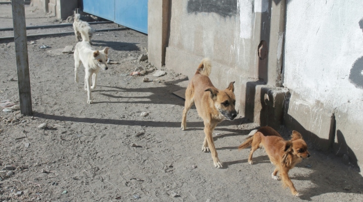 Δράσεις των σχολείων για την Πανελλήνια Σχολική Ημέρα Φιλοζωίας