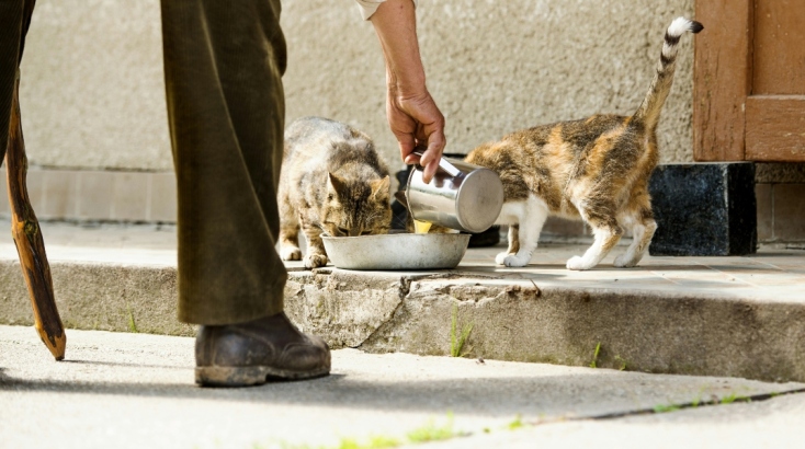 Πώς μπορούμε να βοηθήσουμε τα αδέσποτα ζωάκια