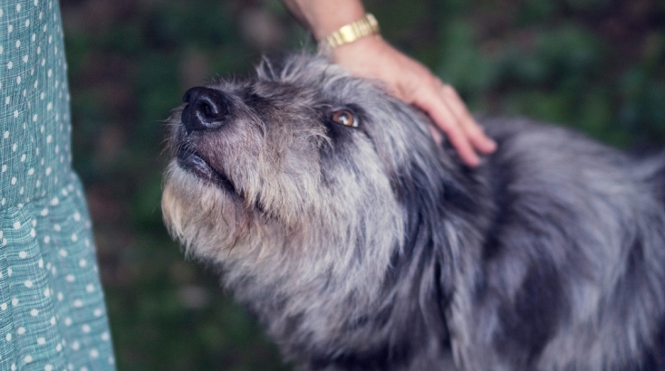 Παγκόσμια ημέρα αδέσποτων ζώων σήμερα 4 Απριλίου 