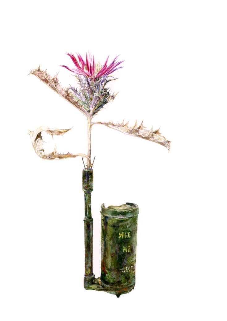 Μαρίνα Γκενάντιεβα, "Carlina pygmaea (Post) Holmboe (Ενδημικό της Κύπρου) - Μ2", 2023