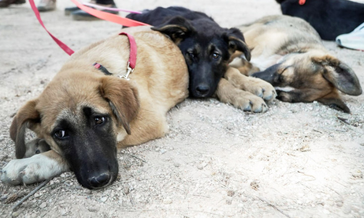 Γιορτή Υιοθεσίας