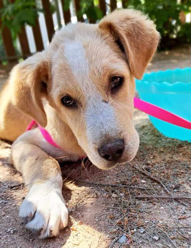 Γιορτή Υιοθεσίας