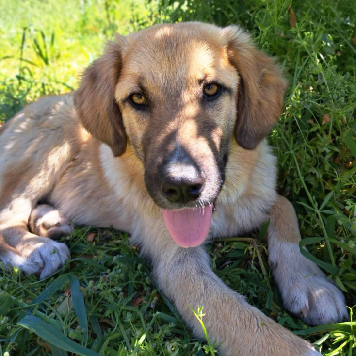 Γιορτή Υιοθεσίας