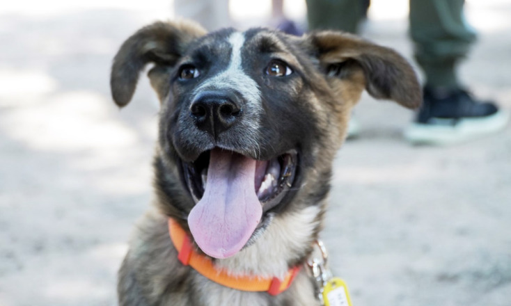 Γιορτή Υιοθεσίας