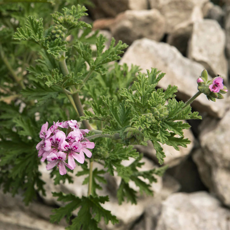 Σιτρονέλλα