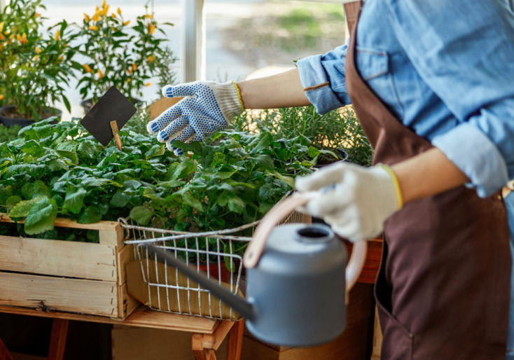 Μελισσόχορτο