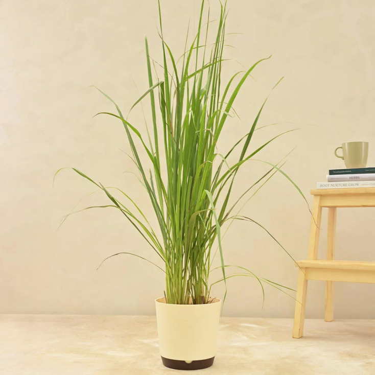 Λεμονόχορτο