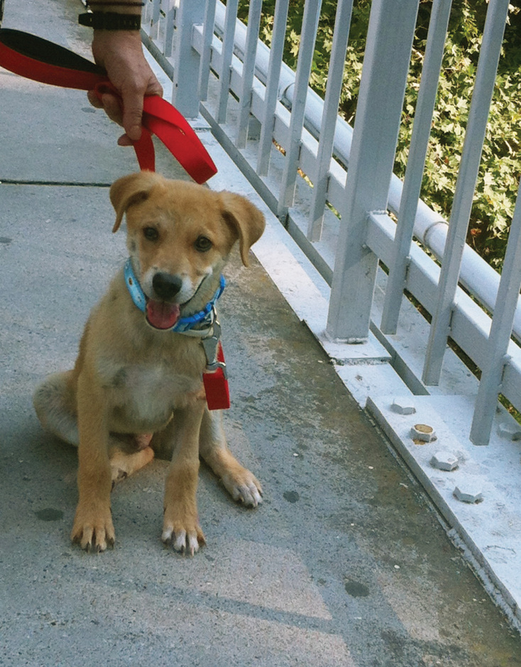 Ο Μάρκος κουτάβι