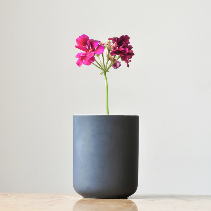 Αρμπαρόριζα