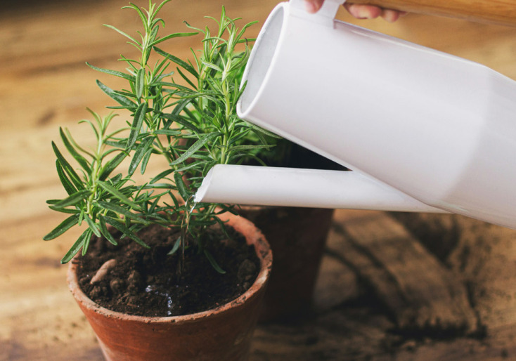 Δενδρολίβανο