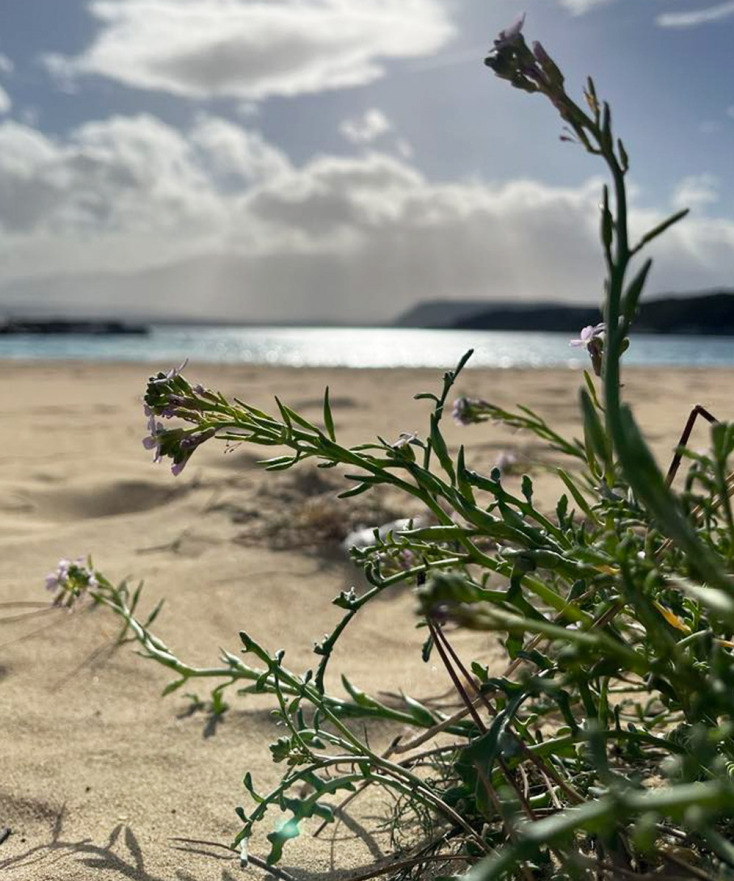 Δάφνη Μανουσάκη