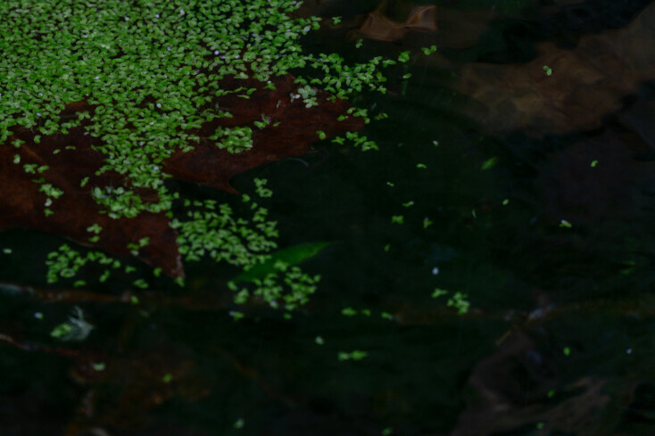 Εύα Μπέρλερ: «Με ενδιαφέρει να αναδείξω την ομορφιά και τη μαγεία του αθέατου»