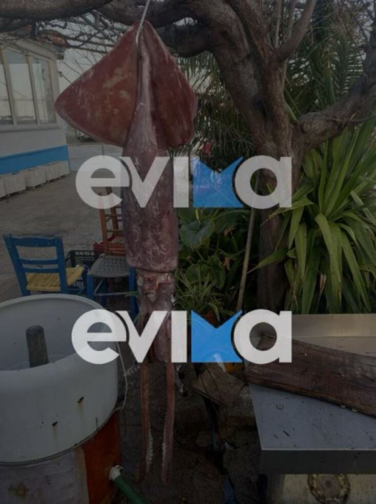Ψαράς στην Εύβοια έπιασε καλαμάρι με βάρος 15 κιλά