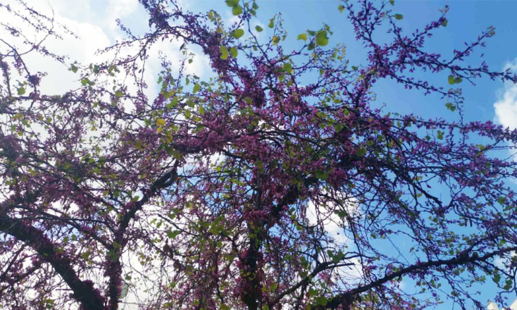 Κουτσουπιές