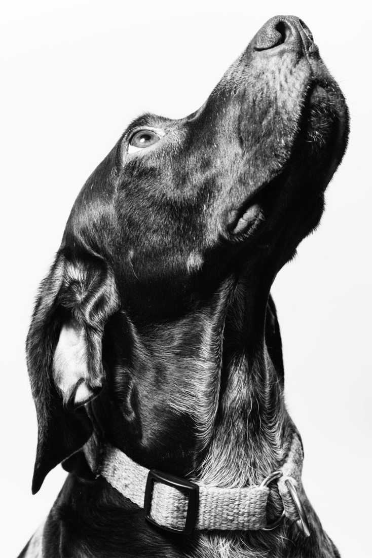 Πρωτοβουλία για λιγότερα αδέσποτα στην Ελλάδα