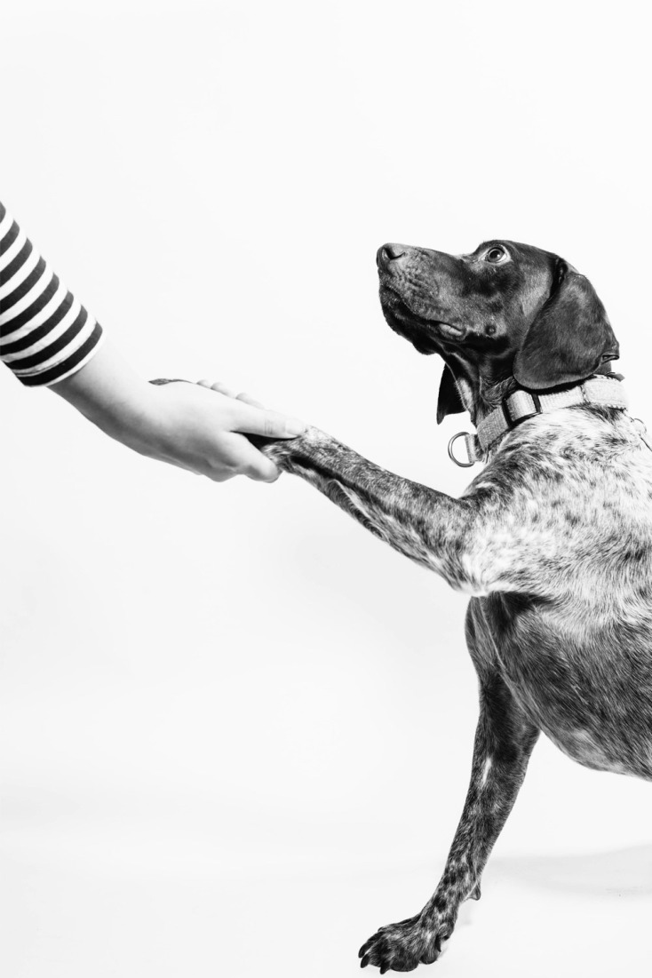 Πρωτοβουλία για λιγότερα αδέσποτα στην Ελλάδα