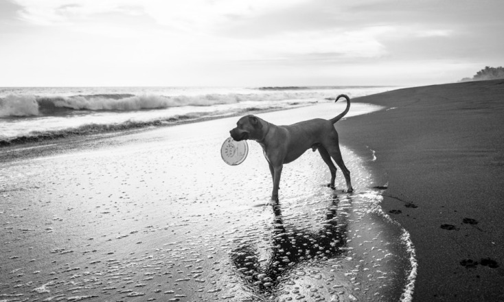 Πρωτοβουλία για λιγότερα αδέσποτα στην Ελλάδα