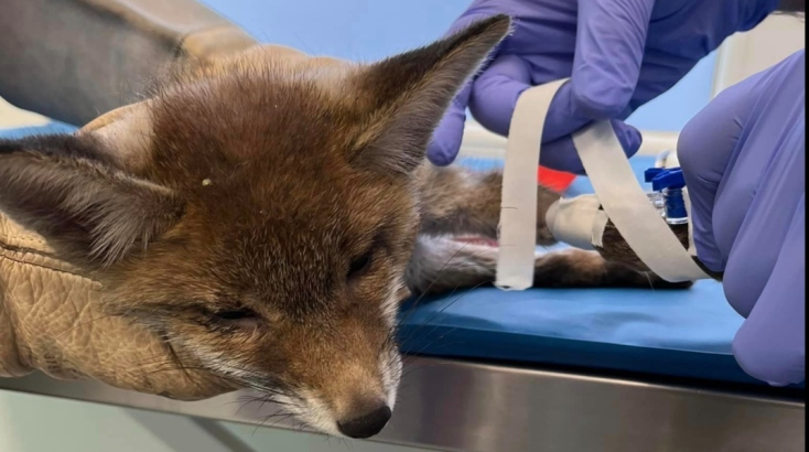 Διερχόμενοι βρήκαν τραυματισμένο μωρό αλεπουδάκι στη Χαλκιδική