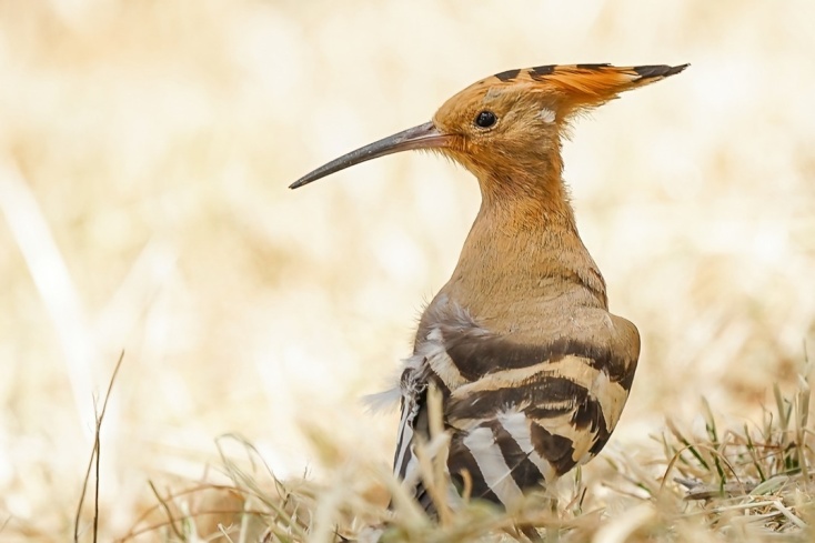 Η ξεχωριστή ορνιθοπανίδα στον υδροβιότοπο του Σχινιά