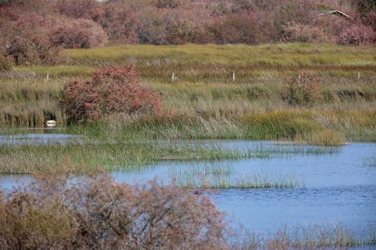 Στιγμιότυπο από τον υγροβιότοπο του Σχινιά