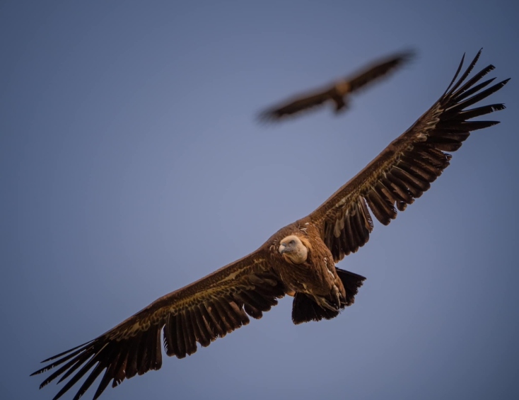 Φωλιάζουν ξανά τα Όρνια στην Πάρνηθα έπειτα από σχεδόν μισό αιώνα 