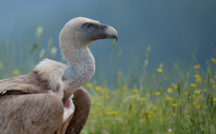 Φωλιάζουν ξανά τα Όρνια στην Πάρνηθα έπειτα από σχεδόν μισό αιώνα 