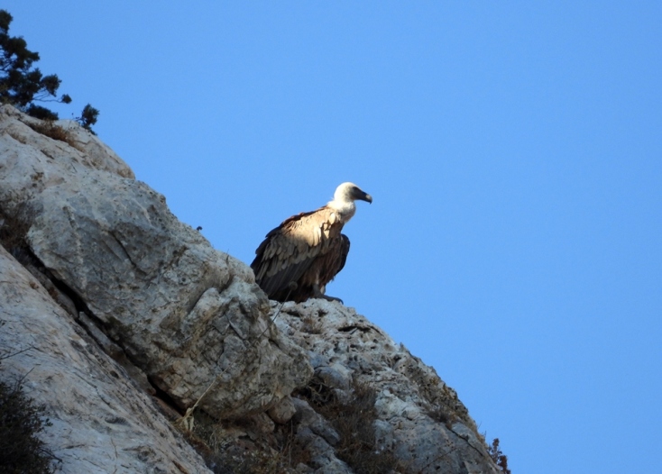 Φωλιάζουν ξανά τα Όρνια στην Πάρνηθα έπειτα από σχεδόν μισό αιώνα 