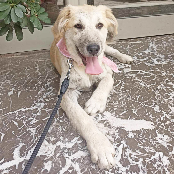 4ο Run Bike Care: Υιοθετήστε ένα σκυλάκι