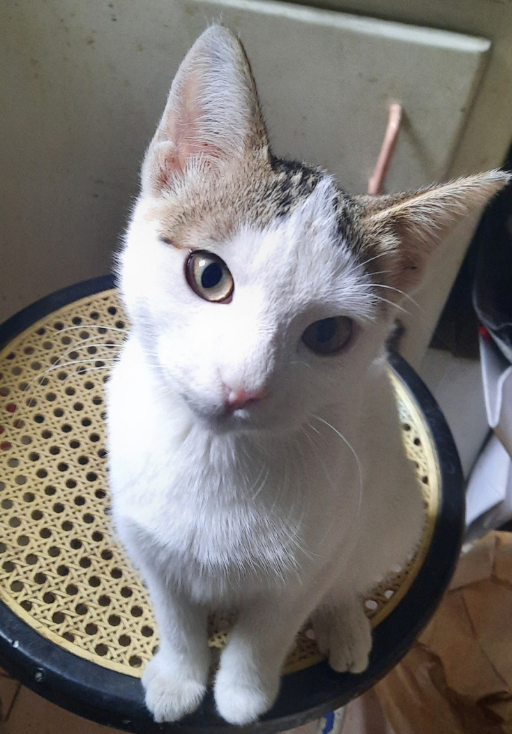 Μήπως Ρόζα;